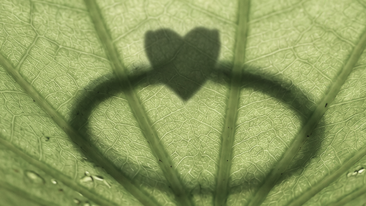 Everything You Need to Know About Heart-Cut Diamonds